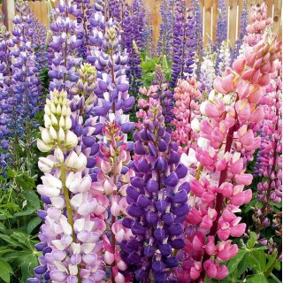 Outsidepride Russell Lupine Plant Flower Seed – 1 lb